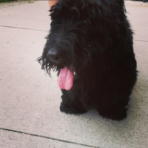 2015-09-03 Meicu the dog