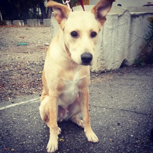 2015-11-06 Meet Finn