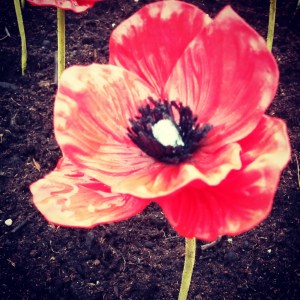 2015-11-11 poppy