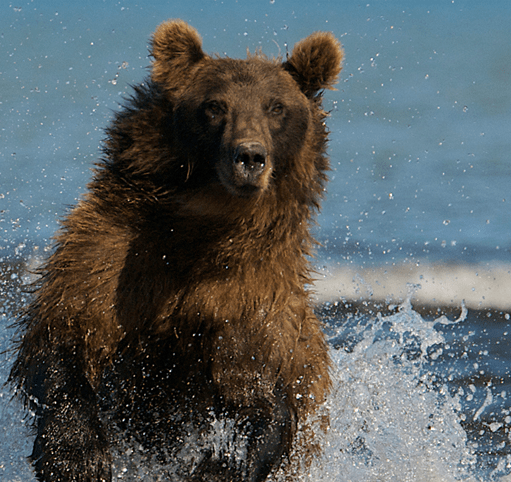 (Screenshot: WWFCanada.org)