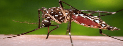 (Photo: Public Health Agency of Canada)