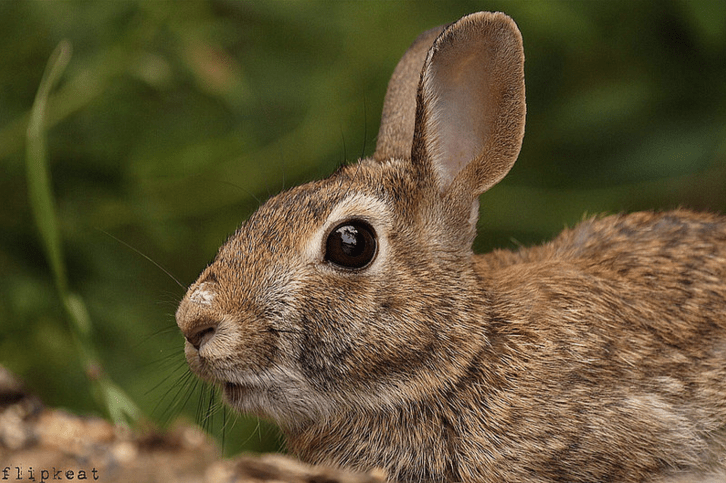 FLIPKEAT rabbit 1