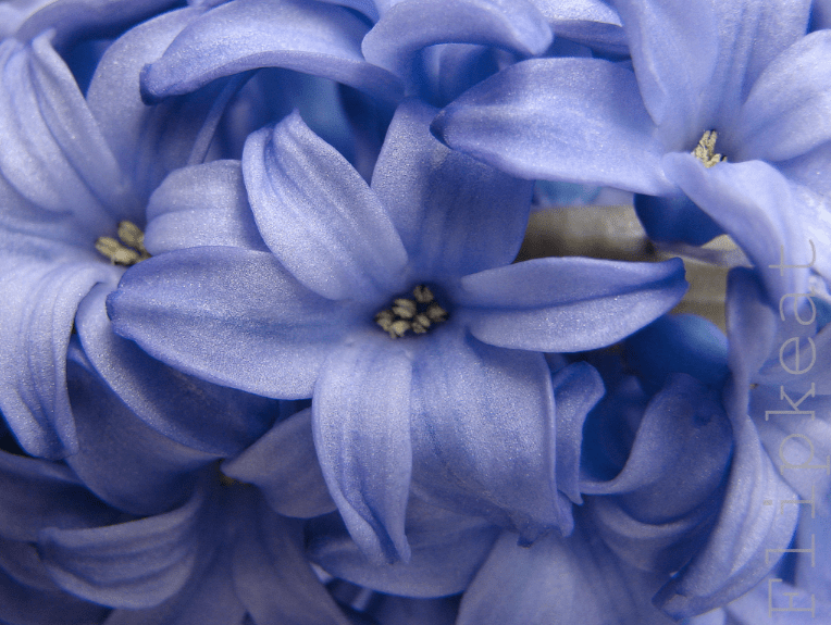 FLIPKEAT Blue on Blue