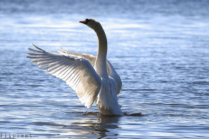 FLIPKEAT Swan 1