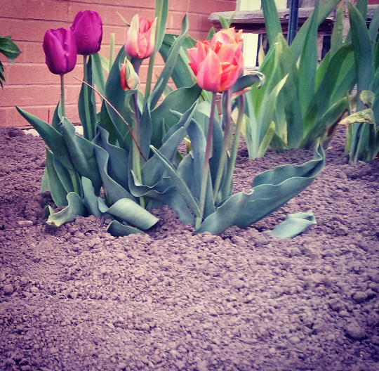 Learn how to add colour, beauty and diversity to your yard with locally native plants, rainscaping and other techniques. Credit Valley Conservation is hosting free workshops in Mississauga in May and June. (Photo: Kelly Roche/QEW South Post)