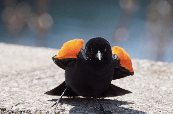 FLIPKEAT Code Red blackbird