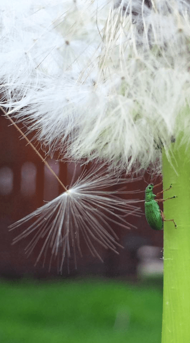 ELLEN NIGHTINGALE Little green bug