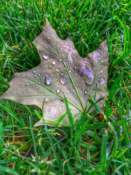 ELLEN NIGHTINGALE wet leaf