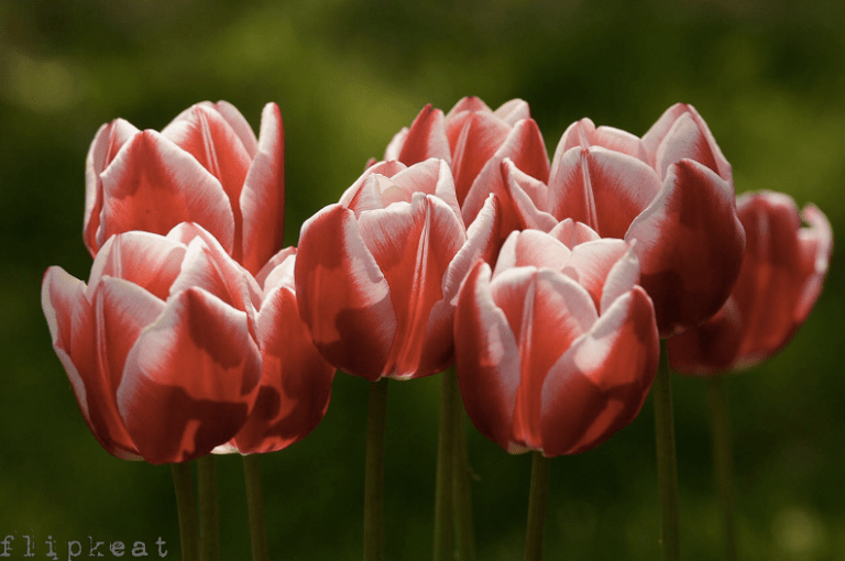 FLIPKEAT Tip Toe Through The Tulips