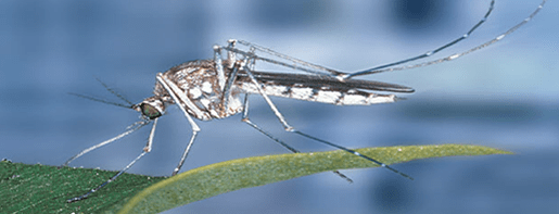 West Nile virus has been found in Mississauga mosquitoes, say public health officials. (Photo: Government of Canada)