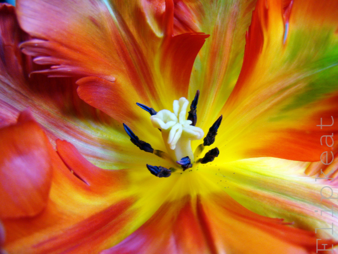 FLIPKEAT Feelin Groovy