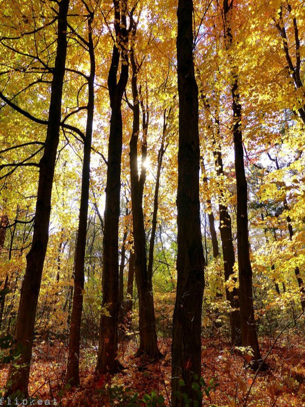 flipkeat-amber-magic