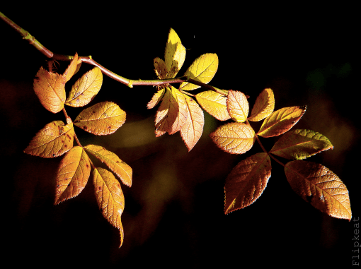 flipkeat-anticipation