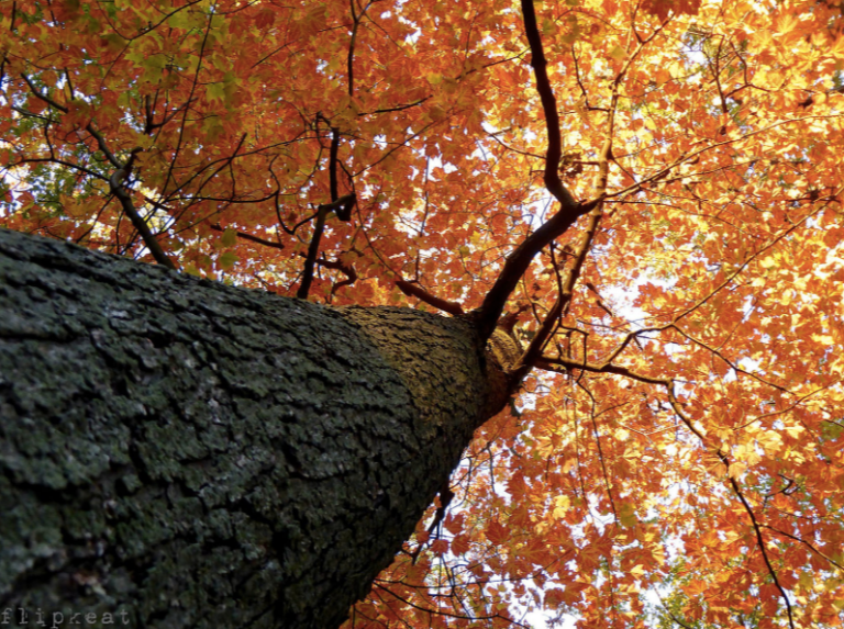 flipkeat-singing-tree