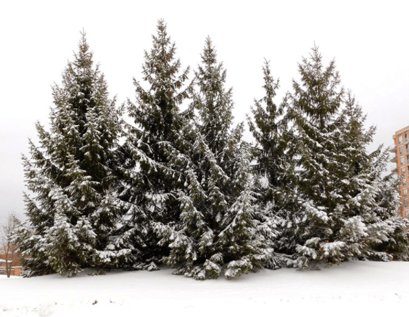 jedstorm-its-beginning-to-look-a-lot-like-christmas